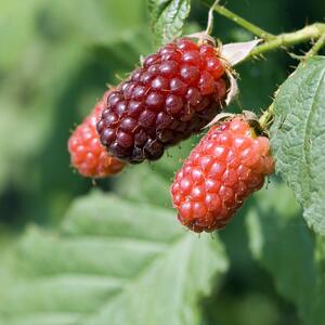 Rubus 'Tayberry Buckingam'