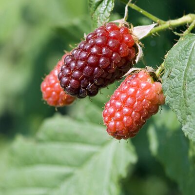 Rubus 'Tayberry Buckingam'