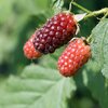 Rubus 'Tayberry Buckingam'