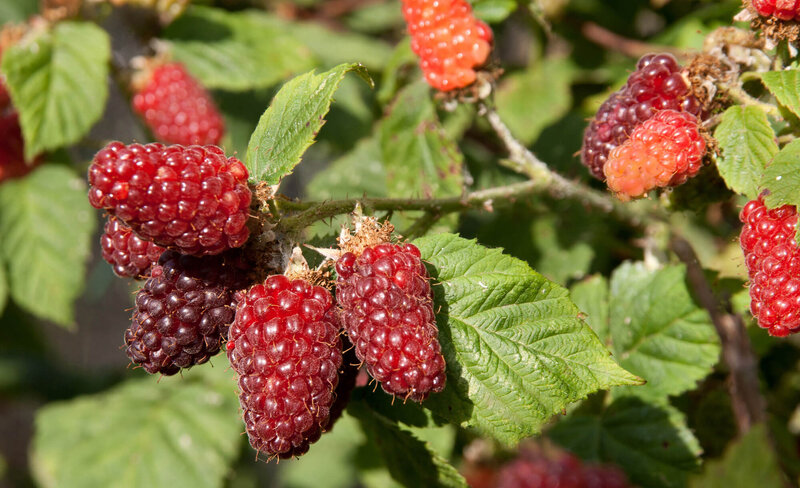 Rubus 'Tayberry Buckingam'
