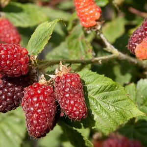 Rubus 'Tayberry Buckingam'