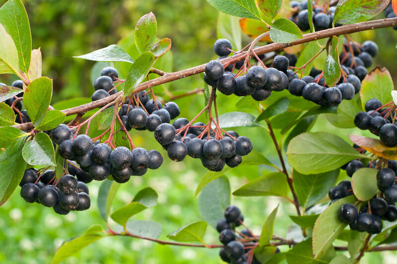 Aronia prunifolia 'Nero'