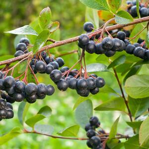 Aronia prunifolia 'Nero'