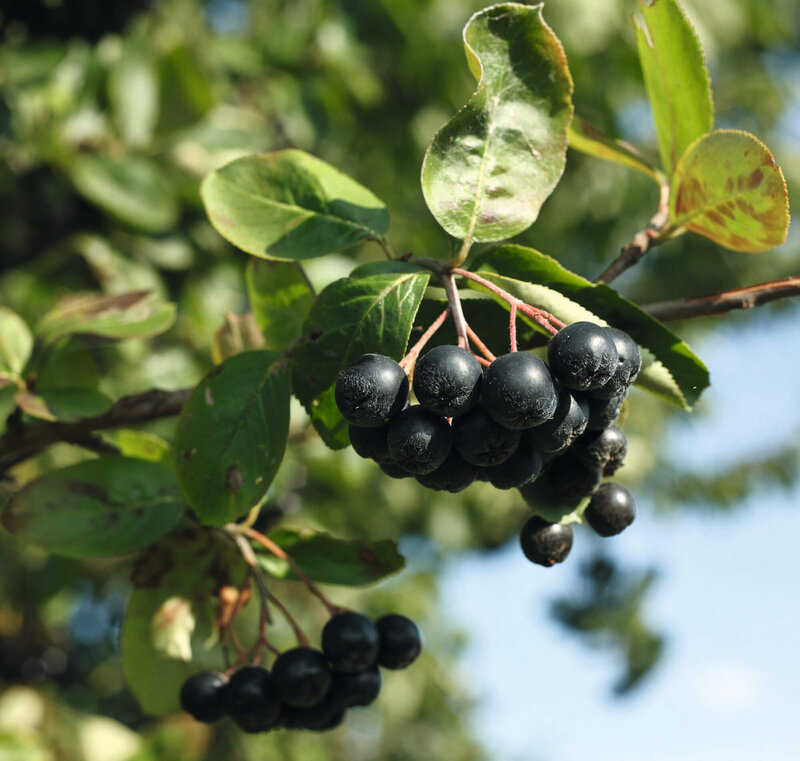 Aronia prunifolia 'Nero'