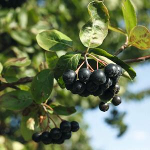 Aronia prunifolia 'Nero'