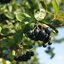 Aronia prunifolia 'Nero'