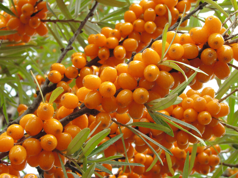 Hippophae rhamnoides