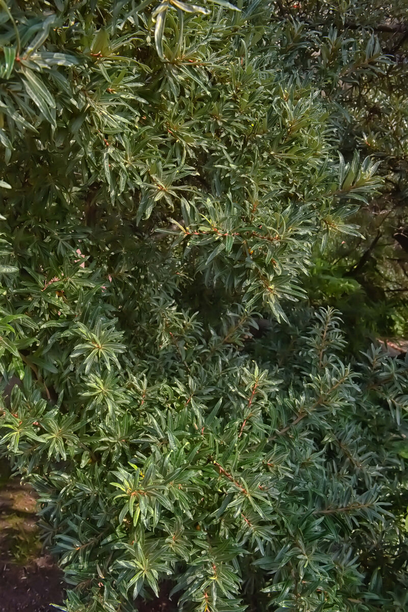 Hippophae rhamnoides Pollmix