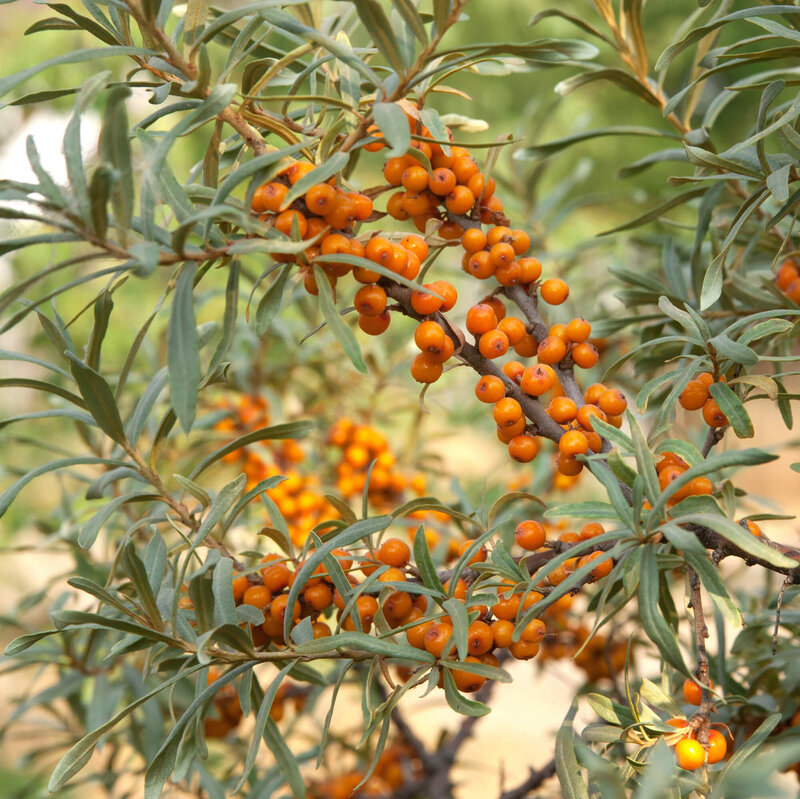 Hippophae rhamnoides Leikora