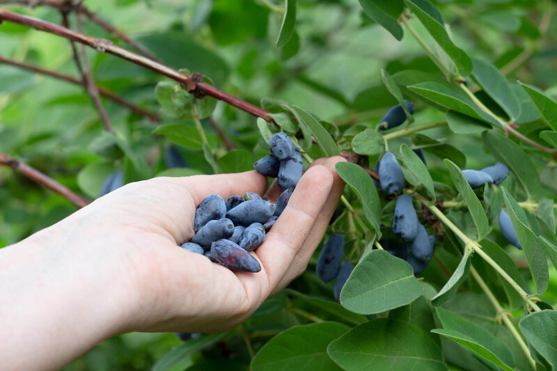 Lonicera kamtschatica 'Blaue Triumph'