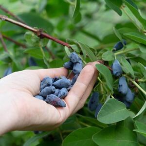 Lonicera kamtschatica 'Blaue Triumph'