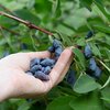 Lonicera kamtschatica 'Blaue Triumph'