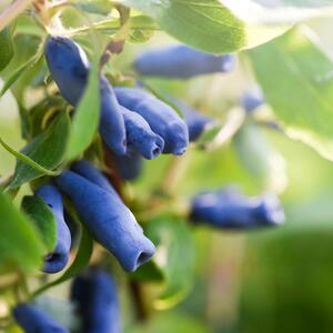 Lonicera kamtschatica 'Blaue Triumph'