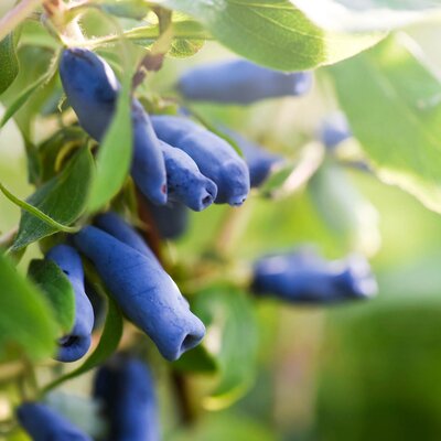 Lonicera kamtschatica 'Blaue Triumph'