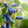 Lonicera kamtschatica 'Blaue Triumph'