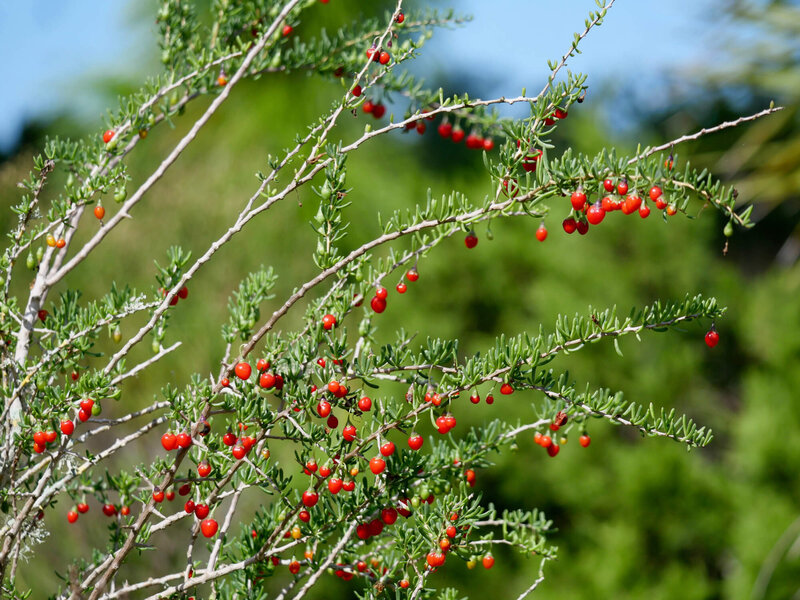 Lycium barbarum 