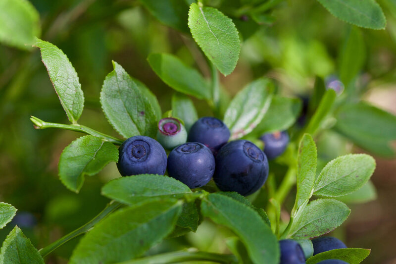 Vaccinum myrtillus