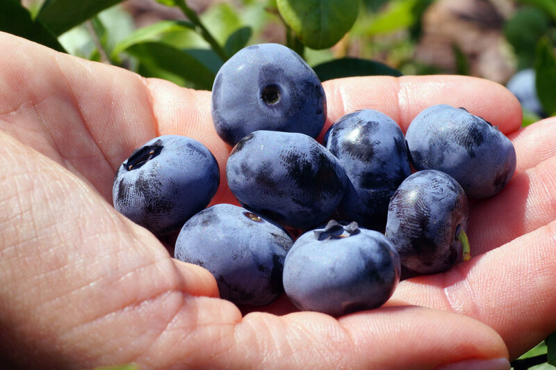 Vaccinium corymbosum 'Big Blue'