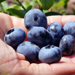 Vaccinium corymbosum 'Big Blue'