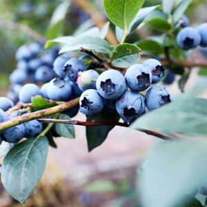 Vaccinium corymbosum 'Heidi'