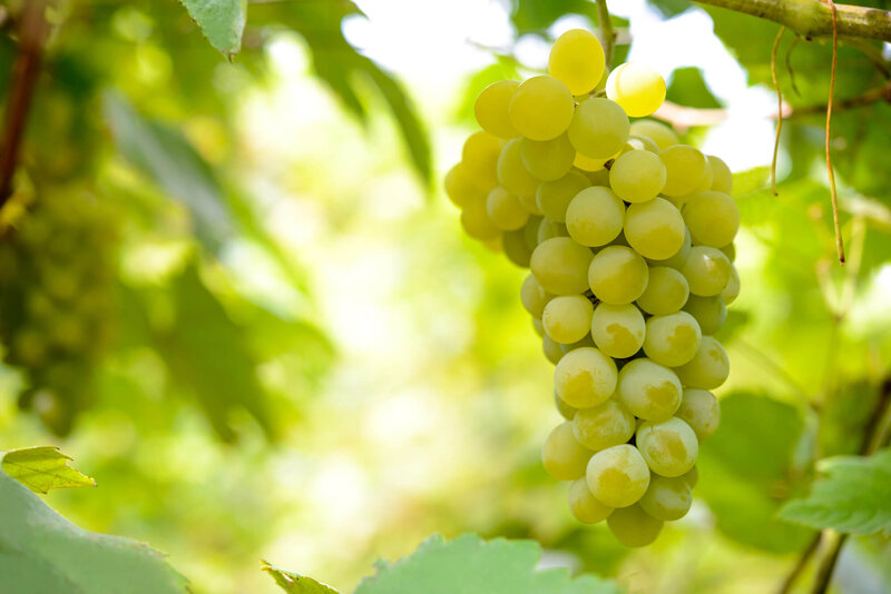 Vitis vinifera 'Perlette'