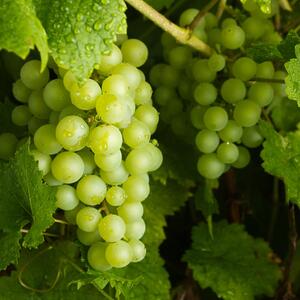 todo