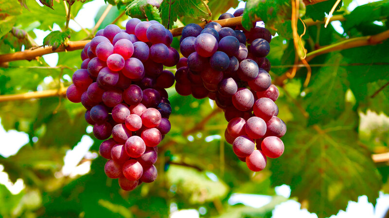 Vitis vinifera 'Rhea'