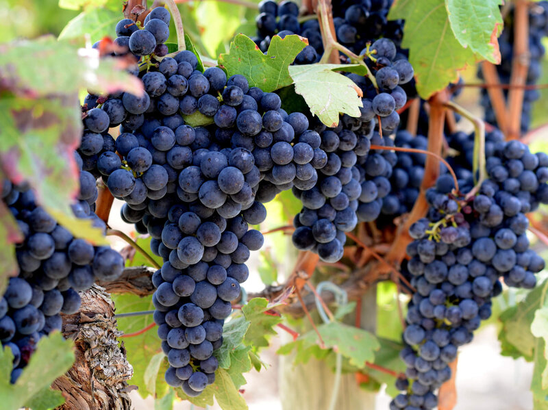 Vitis vinifera Uhudler Isabella