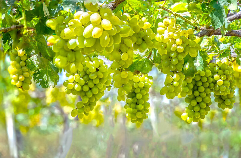 Vitis vinifera 'Lakemont'