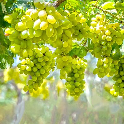 Vitis vinifera 'Lakemont'
