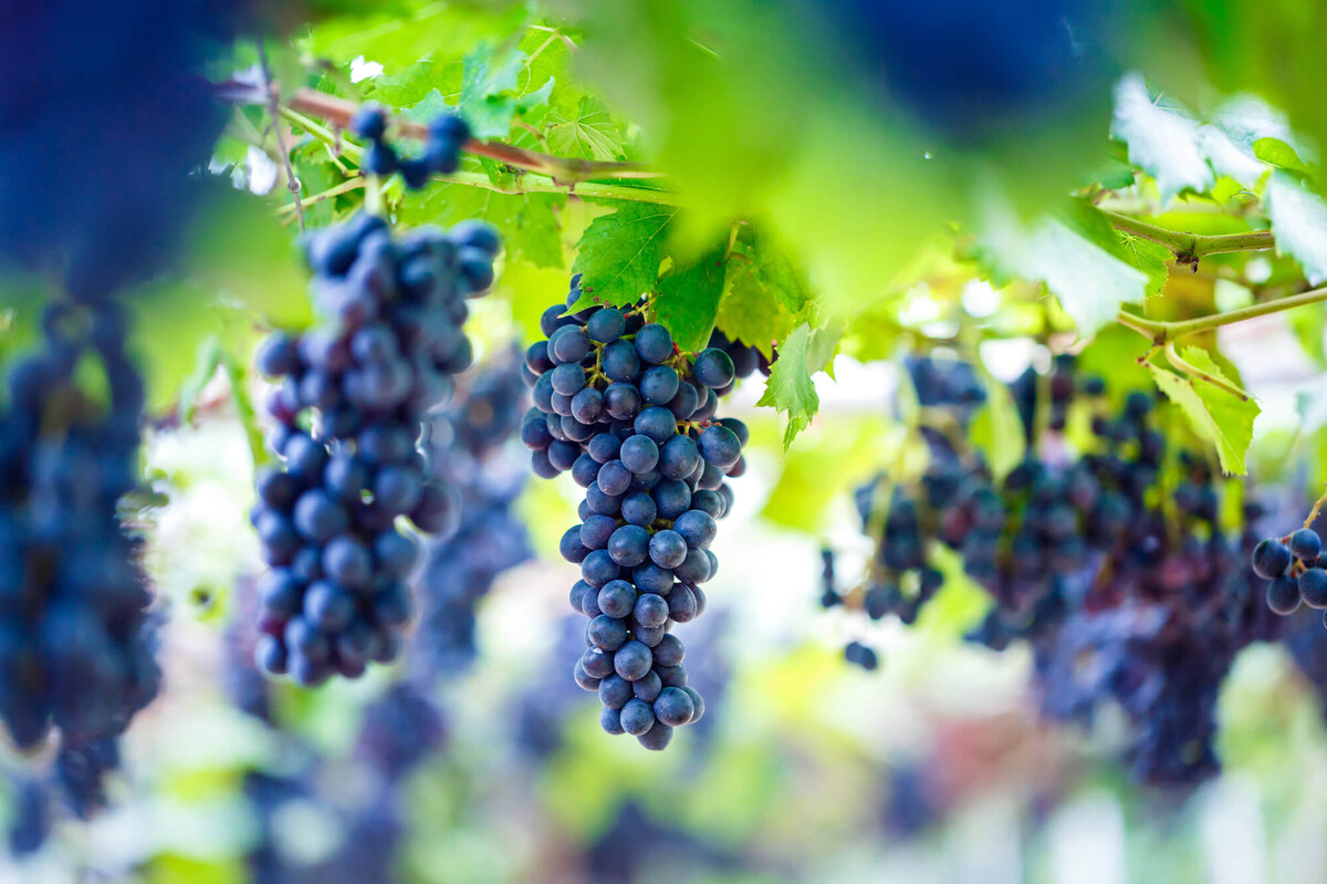 Vitis vinifera 'Venus' | STARKL
