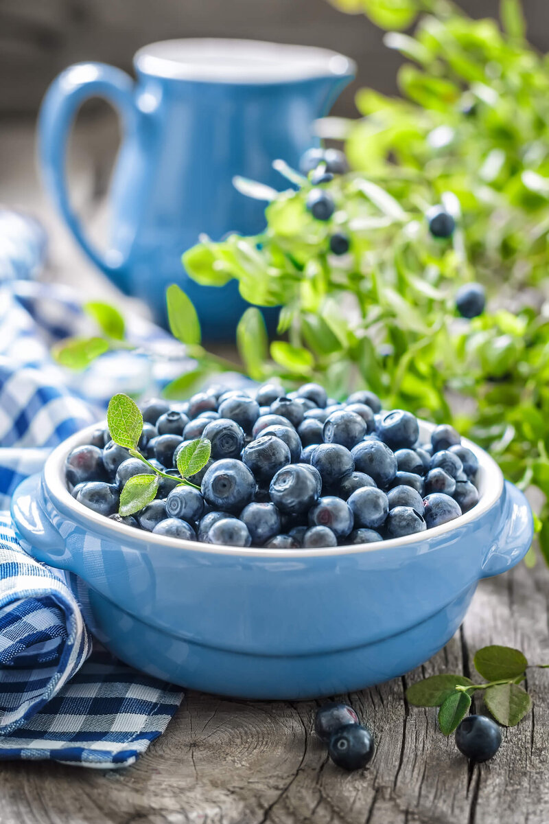 Vaccinium corymbosum 'Baby Blue'