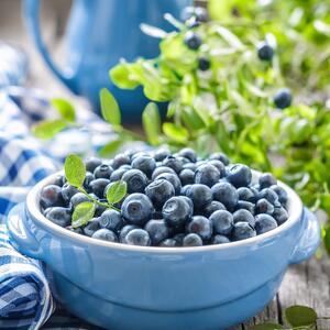 Vaccinium corymbosum 'Baby Blue'