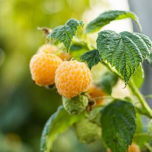 Rubus idaeus Golden Everest