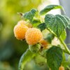 Rubus idaeus Golden Everest