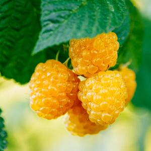 Rubus idaeus Golden Everest