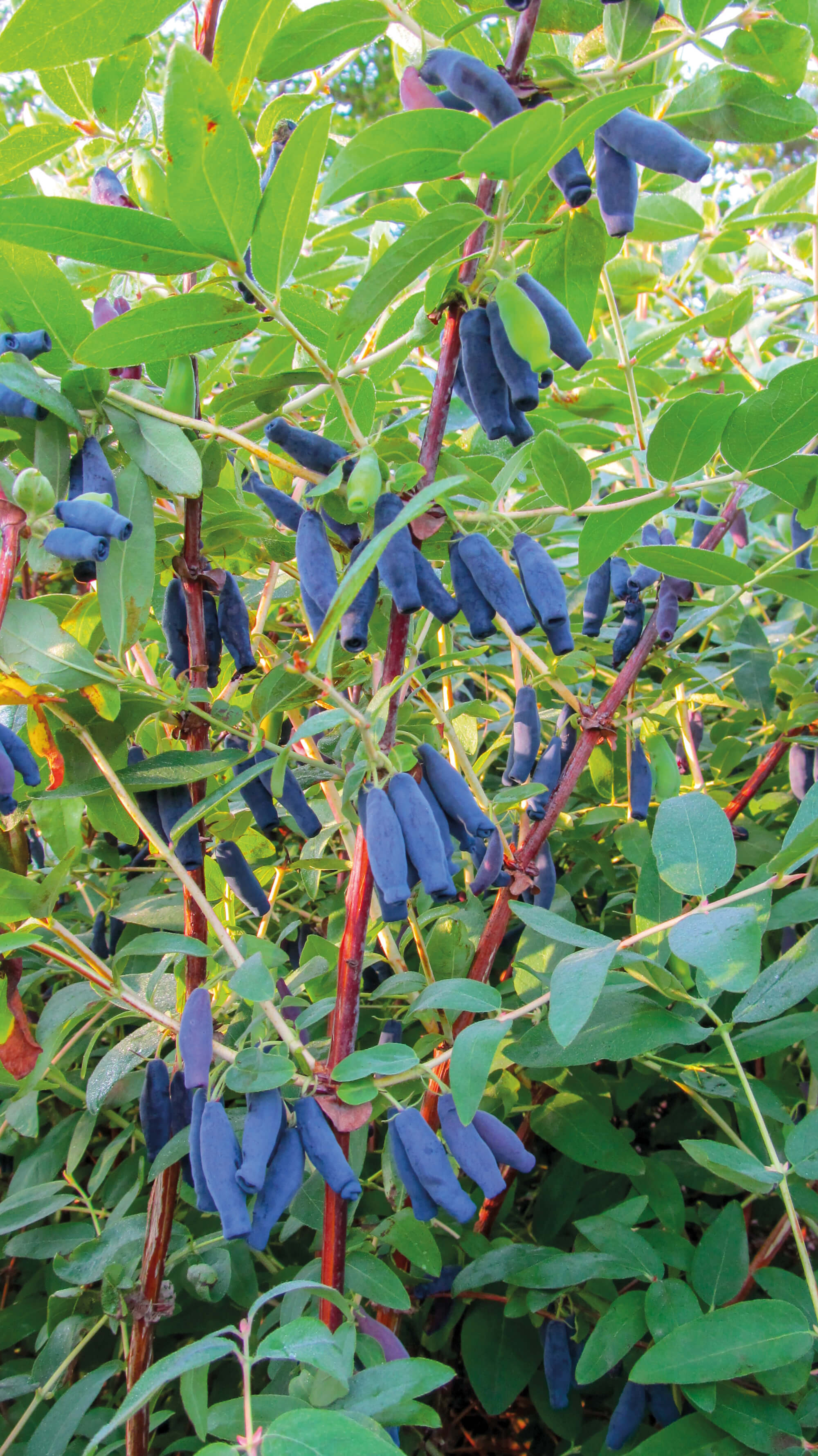 Lonicera kamtschatica 'Blue King' | STARKL