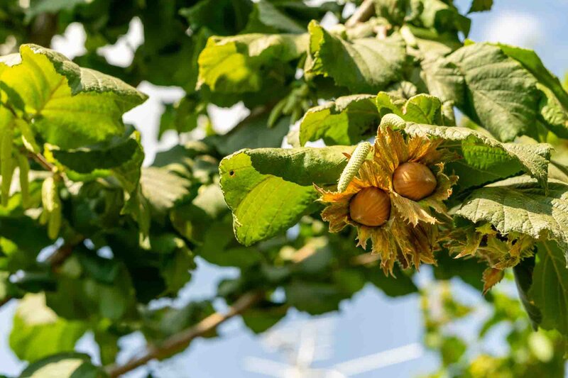 Corylus avellana 'Webbs Preisnuss'