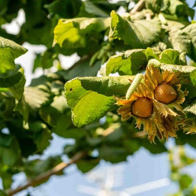 Corylus avellana 'Webbs Preisnuss'
