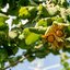 Corylus avellana 'Webbs Preisnuss'