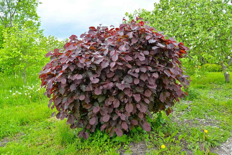  Corylus avellana 'Rotblättrige Zellernuss'