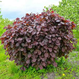  Corylus avellana 'Rotblättrige Zellernuss'