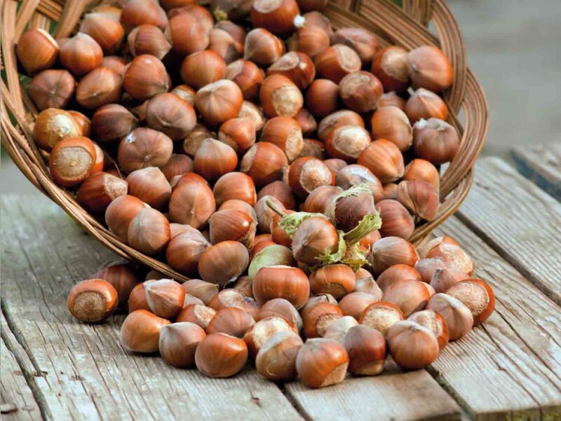 Corylus avellana 'Wunder aus Bollweiler'