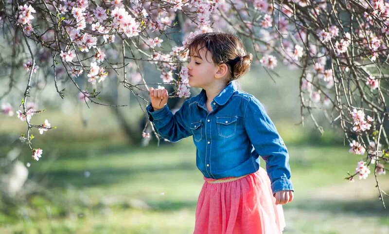 Prunus amygdalus 'Supernova'