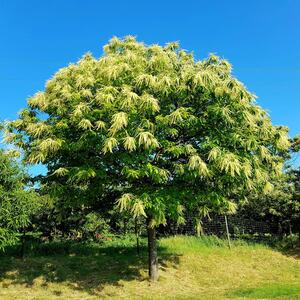 Castanea sativa