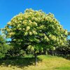 Castanea sativa