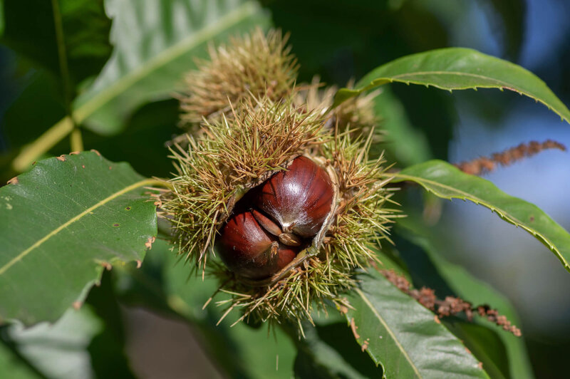 Castanea sativa