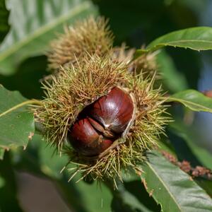 Castanea sativa