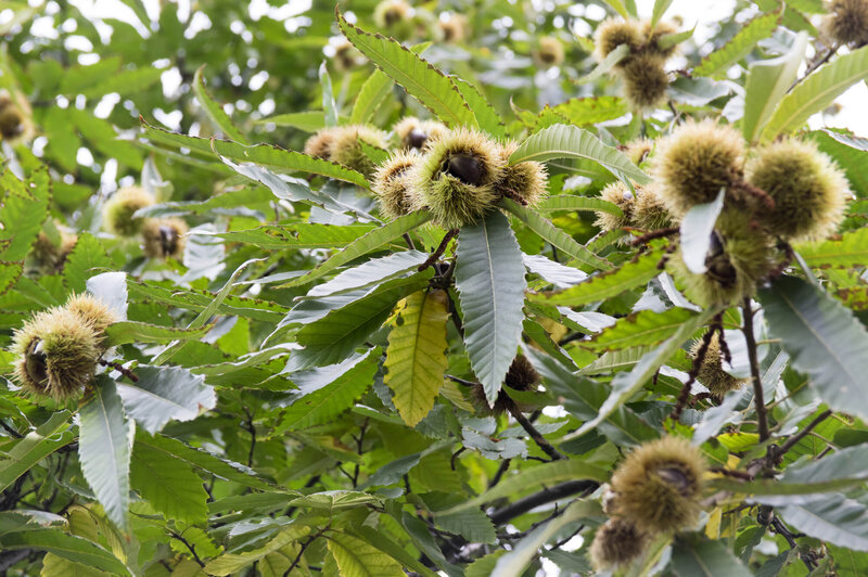 Castanea sativa