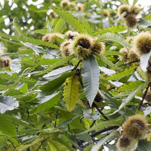 Castanea sativa